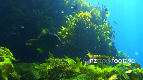 Leatherjacket Fish 1 1375